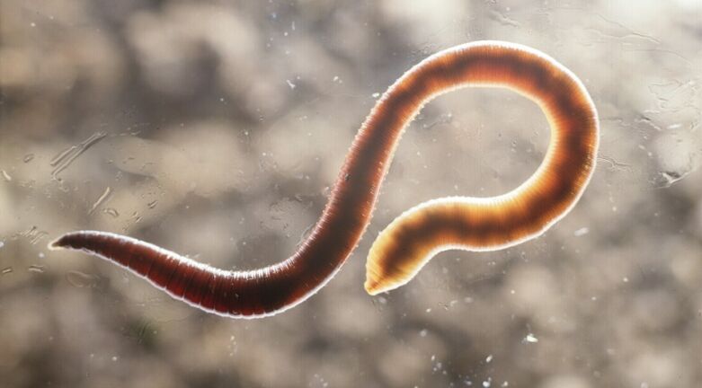 worm parasites from the human body