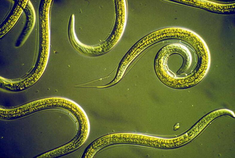 Nematode