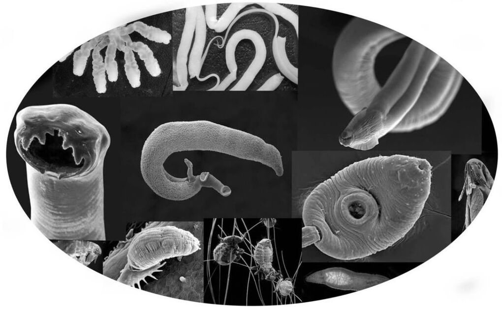 parasitic