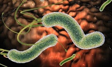 The types of parasites in human blood