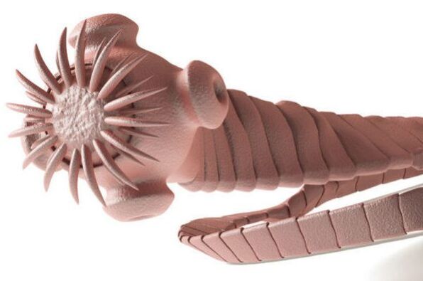 parasites from the human body